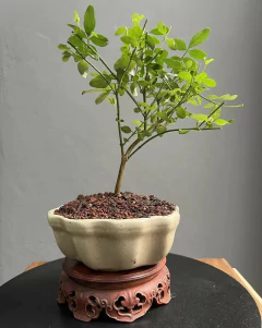 BONSAI JAZMIN AMARILLO N°1 - comprar online