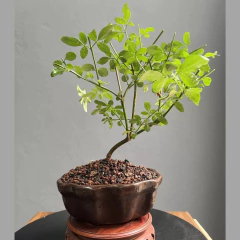 BONSAI JAZMIN AMARILLO N°1