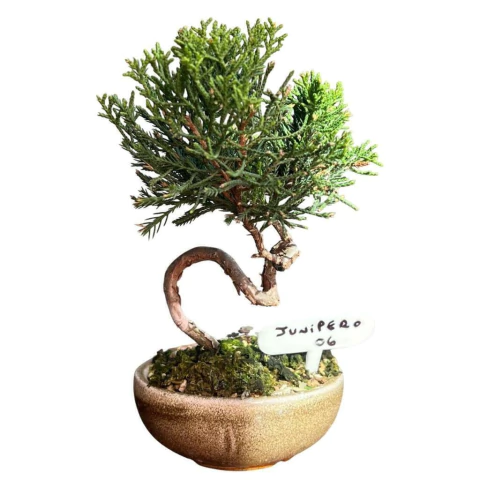BONSAI JUNIPERO CHINENSIS (Cód. 06) - comprar online