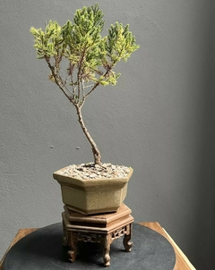 Bonsái Junípero Variegado N°2 - comprar online
