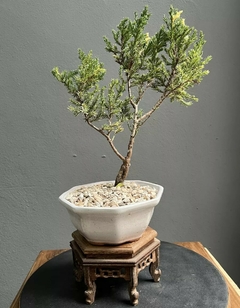 Bonsái Junípero Variegado N°2 - Bonsai Sandro
