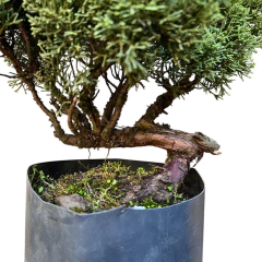 PREBONSAI JUNIPERO KISHU (Cod. 06) en internet
