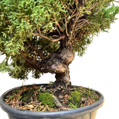 PREBONSAI JUNIPERO KISHU (Cod. 03) en internet