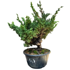 PREBONSAI JUNIPERO KISHU (Cod. 03) - comprar online