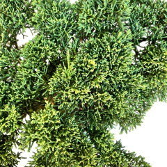 PREBONSAI JUNIPERO KISHU (Cod. 06) - Bonsai Sandro