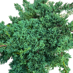 PREBONSAI JUNIPERO KISHU (Cod. 03) - Bonsai Sandro