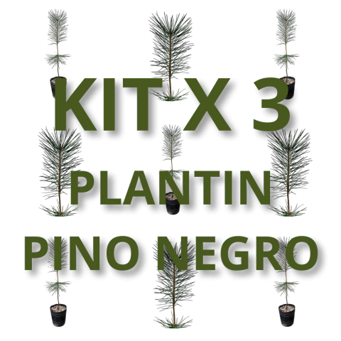 KIT DE 3 PLANTINES PINO NEGRO - comprar online