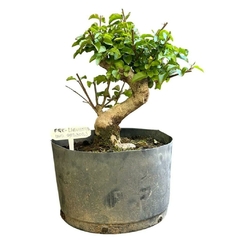 PREBONSAI LIGUSTRO (Cod. 82302) - comprar online
