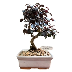 BONSAI LOROPETALUM (Cod. 36615) - comprar online