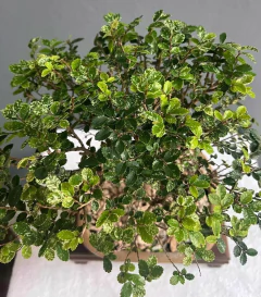 BONSAI OLMO CHINO N°3 en internet