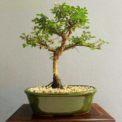 BONSAI OLMO CHINO N°4