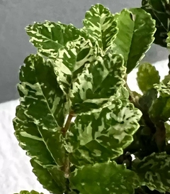 Bonsái Olmo Pumila N°4 - Bonsai Sandro