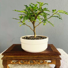 BONSAI OSTEOMELES N°2