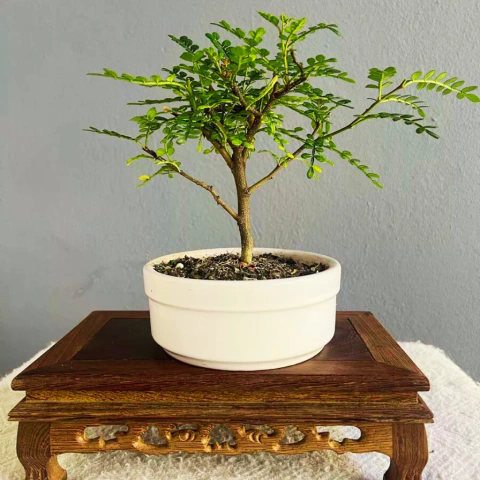 BONSAI OSTEOMELES N°2