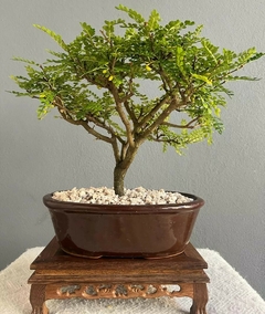 Bonsái Osteomeles N°3 - comprar online
