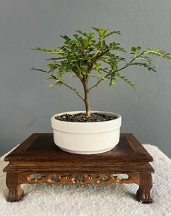 Bonsái Osteomeles N°2 - comprar online