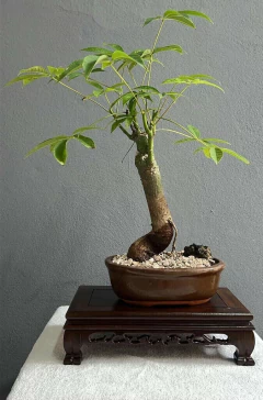 BONSAI PALO BORRACHO N°5 en internet
