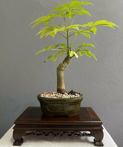 Bonsái Palo Borracho N°3 - comprar online