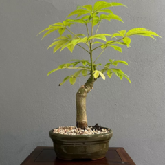 Bonsái Palo Borracho N°3