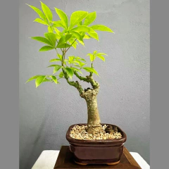 BONSAI PALO BORRACHO N°4