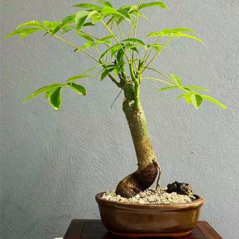 BONSAI PALO BORRACHO N°5