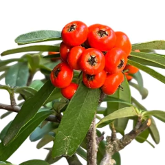 MAME PIRACANTHA en internet