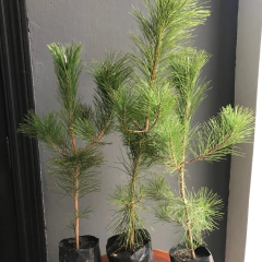 PREBONSÁI PINO NEGRO 2 - (THUMBERGII) en internet