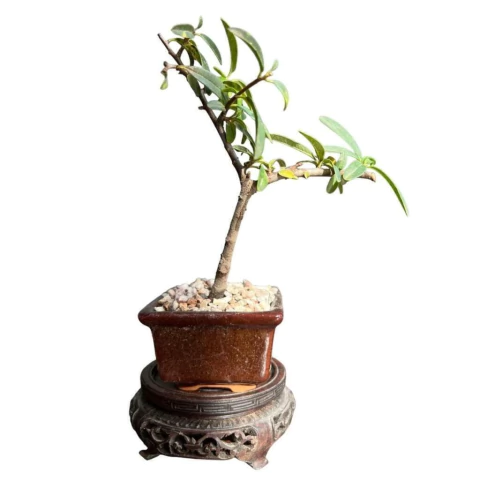 MAME PIRACANTHA - comprar online