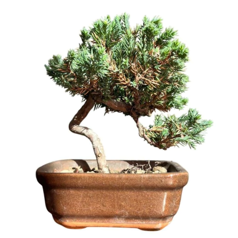 BONSAI JUNIPERO PROCUMBENS (Cód. 04) - comprar online