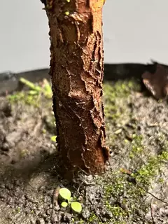 Prebonsái Thuja en internet