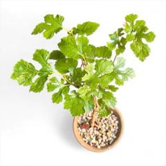 BONSAI DE MORA N°1 en internet