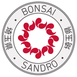 Bonsai Sandro