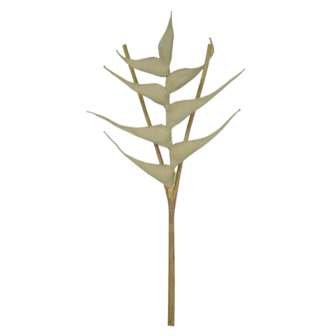 Haste Heliconia palha EVA 94cm