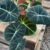 PLANTA ALOCASIA BLACK