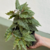 PLANTA BEGONIA CASCADA