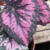 PLANTA BEGONIA REX en internet