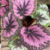 PLANTA BEGONIA REX - comprar online