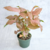 PLANTA SYNGONIUM PINK