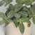 PLANTA FITONIA - comprar online