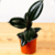 PLANTA GOMERO en internet
