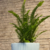 PLANTA HELECHO SERRUCHO MINI - comprar online