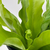 PLANTA HELECHO NIDO DE AVE - comprar online