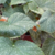 PLANTA BEGONIA CASCADA - comprar online