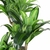 PLANTA PALO DE AGUA - comprar online