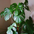 PLANTA MONSTERA - comprar online