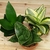 PLANTA SANSI ENANA