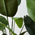 PLANTA STRELITZIA - comprar online