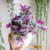 PLANTA TRADESCANTIA - comprar online