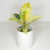 PLANTA GOMERO VARIEGADO - comprar online