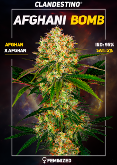 afghani bomb x3 + 1 DE REGALO!